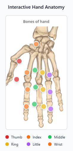 Bones of hand diagram